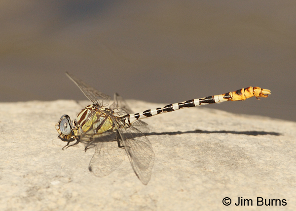 White-belted Ringtail male, Maricopa Co., AZ, October 2012