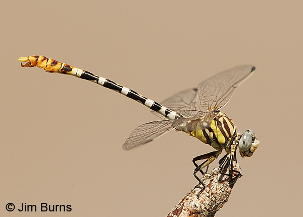 White-belted Ringtail male, Sandoval Co., NM, August 2013