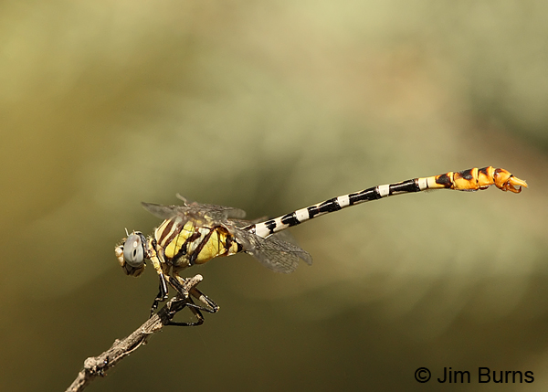 White-belted Ringtail male, Maricopa Co., AZ, September 2013