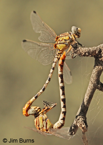 White-belted Ringtail pair in wheel vertical, Maricopa Co., AZ, October 2012