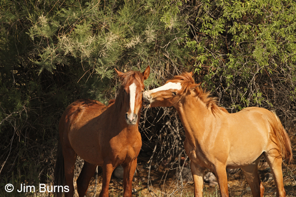 White blazes grooming one another, Arizona