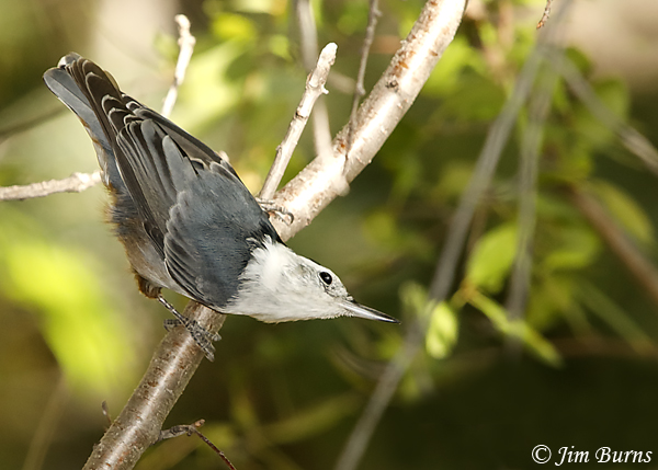 White-breasted Nuthatch investigating foliage--6430