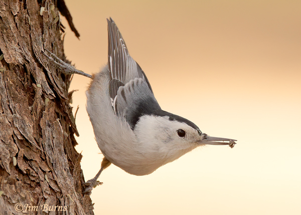 White-breasted Nuthatch with spider--7862