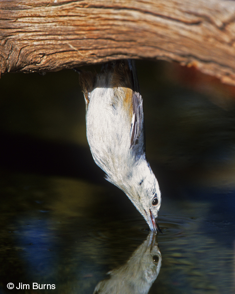 White-breasted Nuthatch drinking