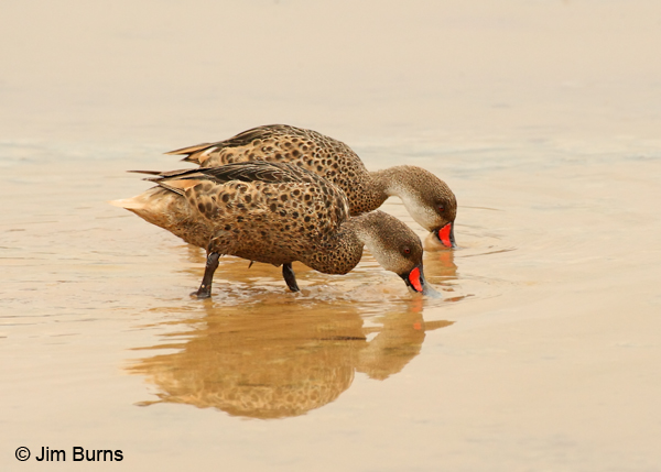 White-cheeked Pintail pair