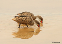 White-cheeked Pintail pair