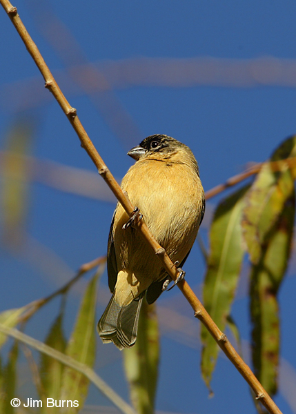 White-collared Seedeater