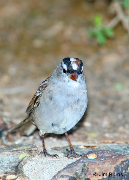 White-crowned Sparrow molting into adult plumage