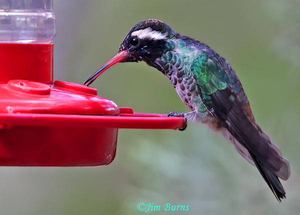 White-eared Hummingbird subadult male at feeder--0944