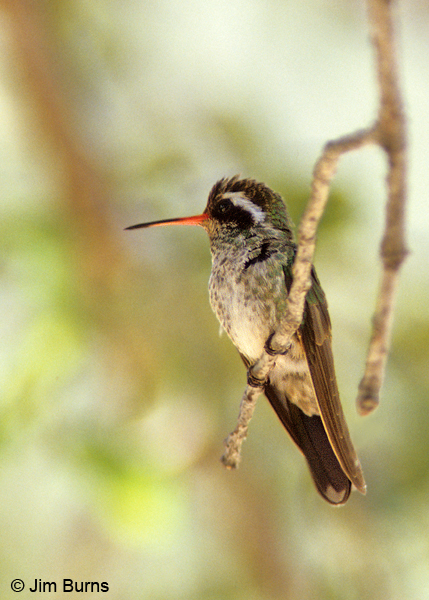White-eared Hummingbird female