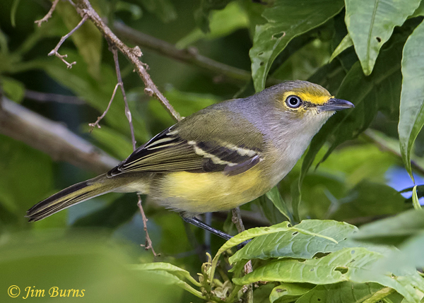 White-eyed Vireo portrait