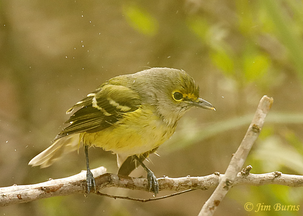 White-eyed Vireo juvenile with dark iris--9382