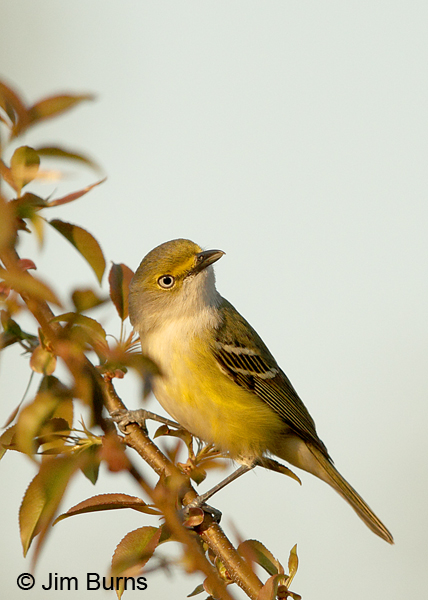 White-eyed Vireo