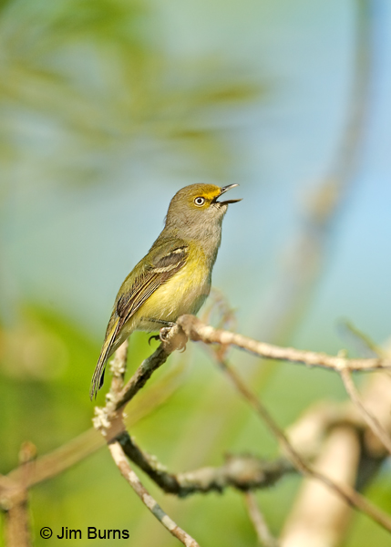 White-eyed Vireo singing