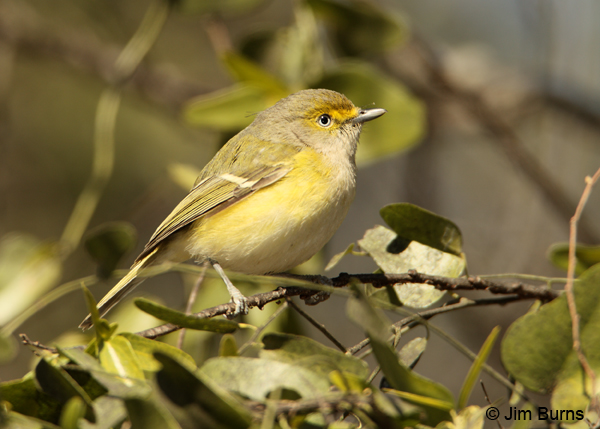 White-eyed Vireo in branches