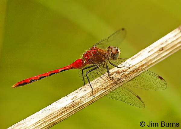 White-faced Meadowhawk male, Lake Co., MN, July 2018--9574