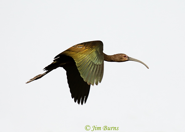 White-faced Ibis in flight--7296