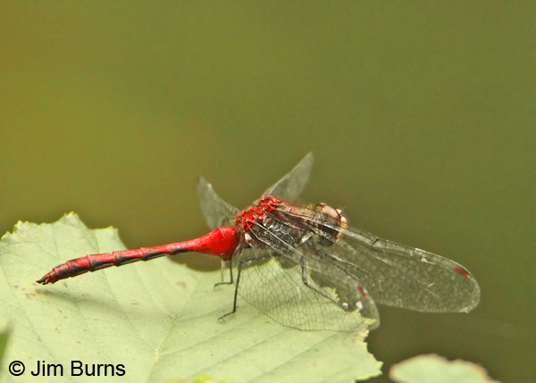 White-faced Meadowhawk male, Franklin Co., PA, September 2012