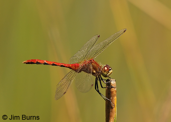 White-faced Meadowhawk male, Klamath Co., OR, July 2013