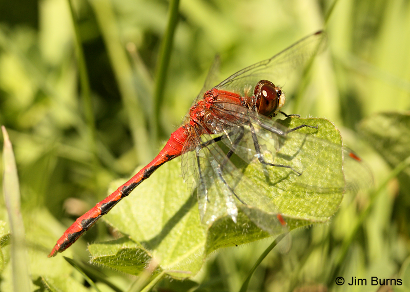 White-faced Meadowhawk male, St. Louis Co., MN, September 2011