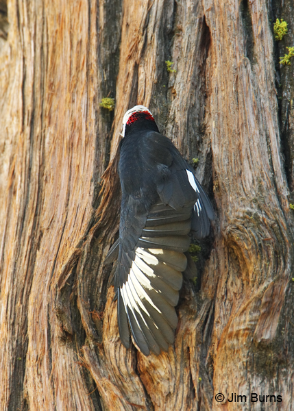 White-headed Woodpecker male wingstretch
