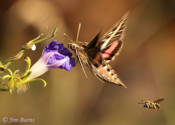 White-lined Sphinx Moth, The Queue at the Morning Glory Breakfast Bar--4654