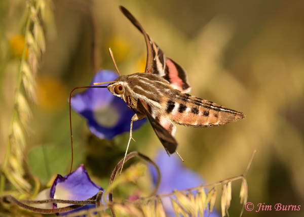 White-lined Sphinx Moth at Morning Glory #3, Arizona--5062