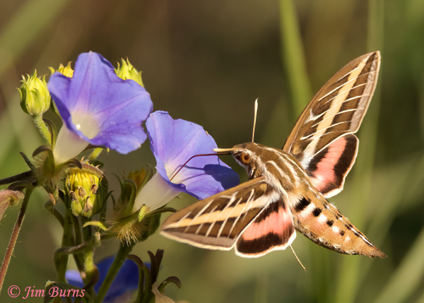 White-lined Sphinx Moth at Morning Glory #2, Arizona--5161