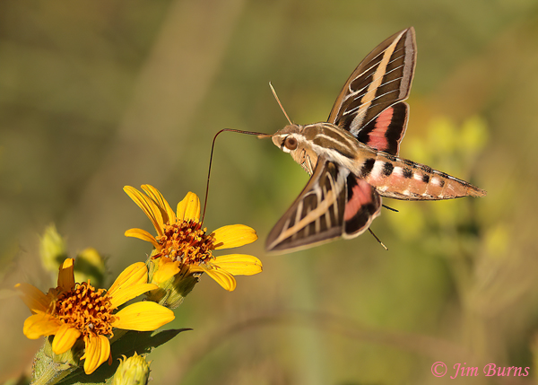 White-lined Sphinx Moth at sunflower, Arizona--5209