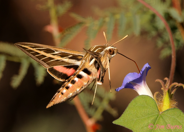White-lined Sphinx Moth at Morning Glory, Arizona--5247