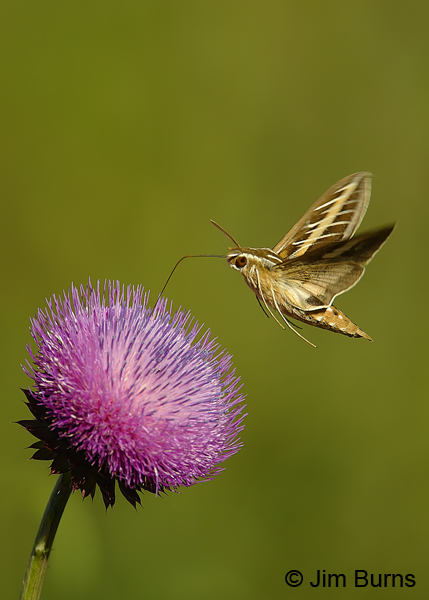 White-lined Sphinx Moth at Purple Thistle, Arizona