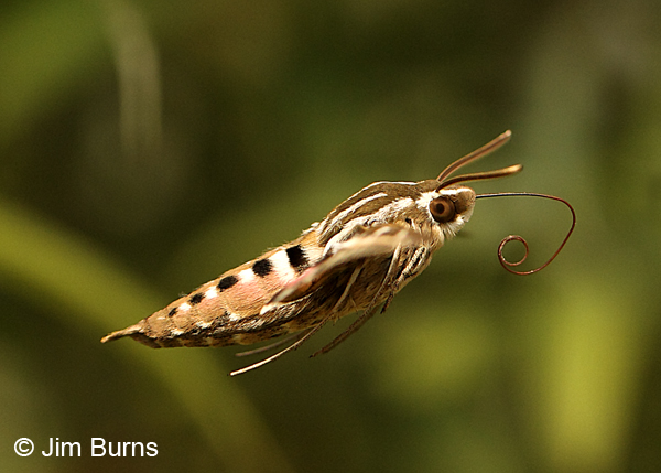 White-lined Sphinx moth in flight, Arizona