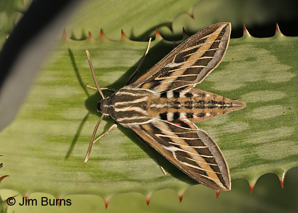 White-lined Sphinx on aloe, Arizona