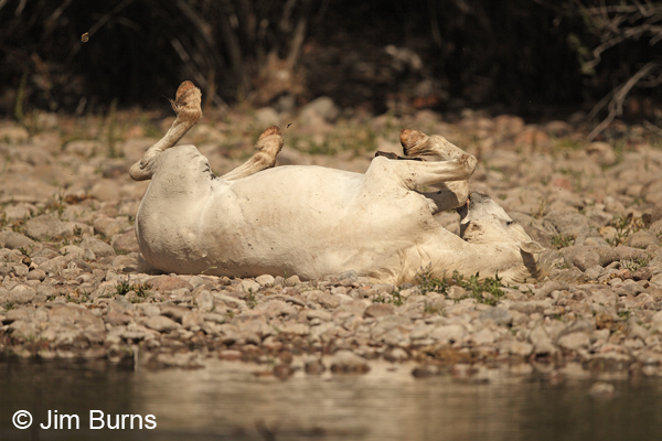 White mare rolling, Arizona
