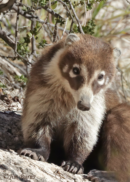 White-nosed Coati adult--4980--2