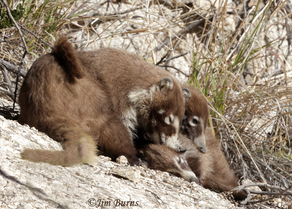 White-nosed Coati female resting with two kits--5102--2