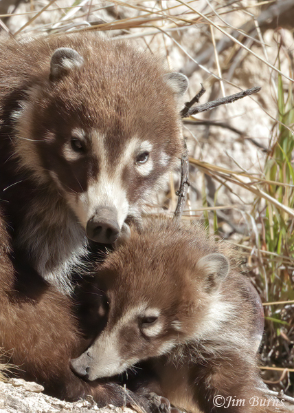 White-nosed Coati--5126--2