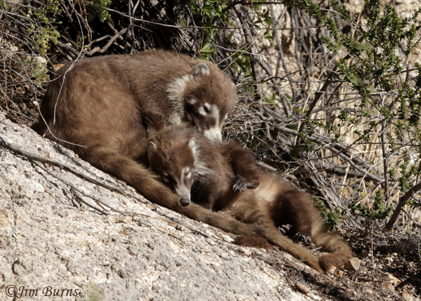 White-nosed Coati--5161--2