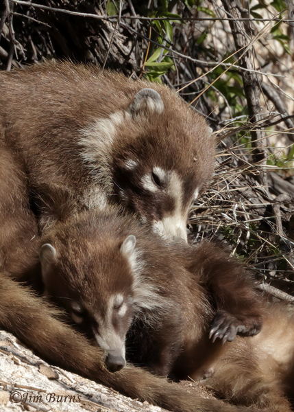 White-nosed Coati--5161--3