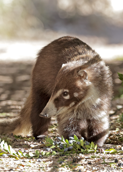White-nosed Coati adult with fallen Myrtle berries--5188--2