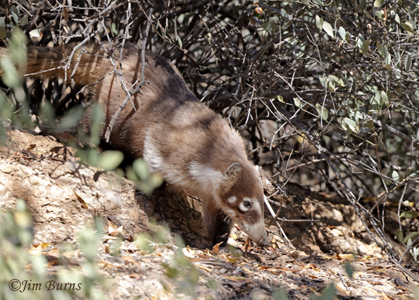 White-nosed Coati emerging from brush--5194--2