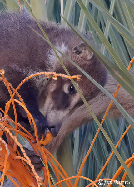 White-nosed Coati enjoying palm date #5--5448--2
