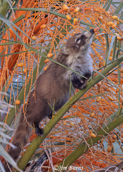 White-nosed Coati adult foraging in palm tree--5455--2