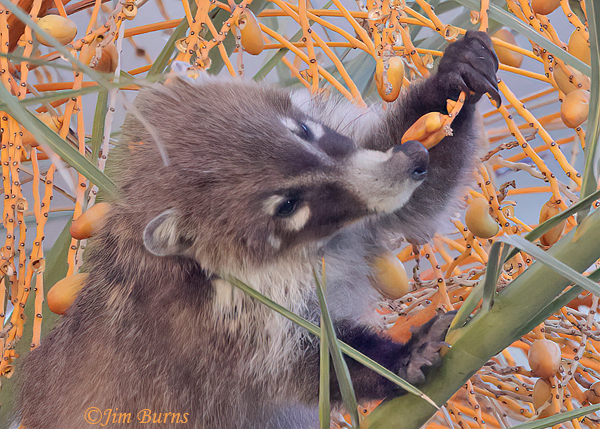 White-nosed Coati enjoying date from Edible Palm (Phoenix dactylifera)--5461--2