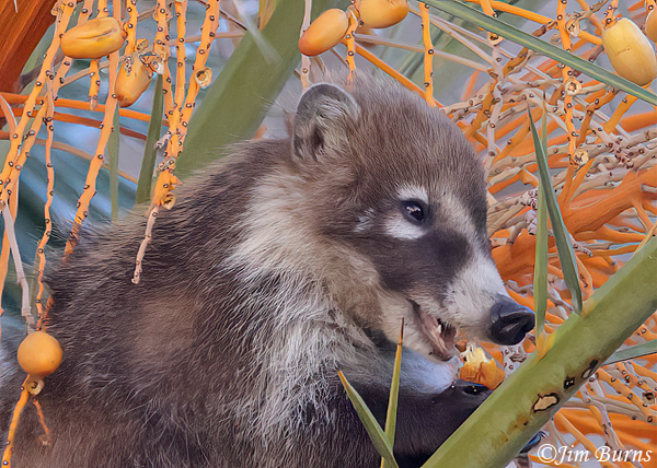 White-nosed Coati enjoying palm date #2--5471--2