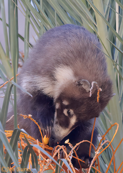 White-nosed Coati enjoying palm date #3--5485--2