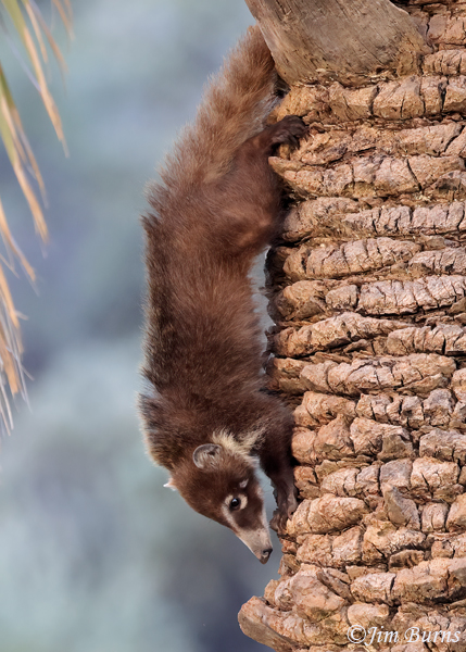 White-nosed Coati kit climbing down palm tree--5496--2
