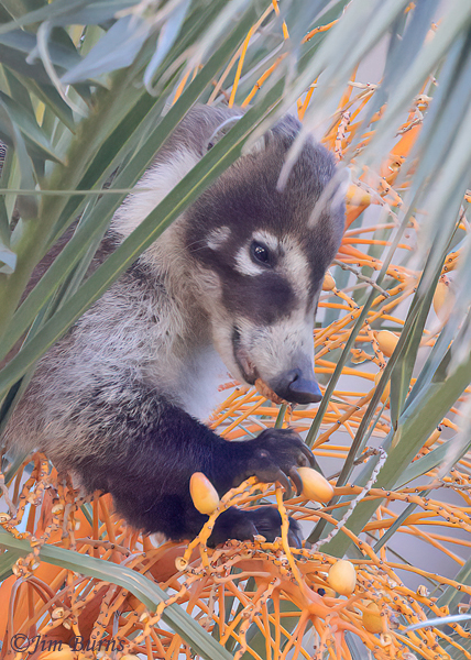 White-nosed Coati enjoying palm date #4--5572--2
