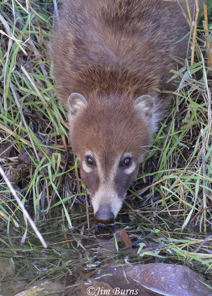 White-nosed Coati drinking, close-up--5609--2