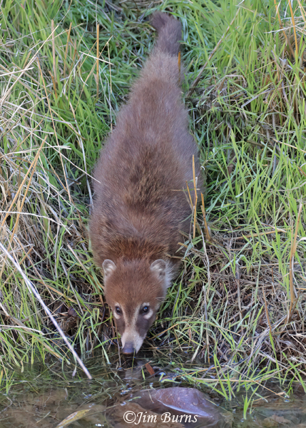 White-nosed Coati drinking in creek--5611--2